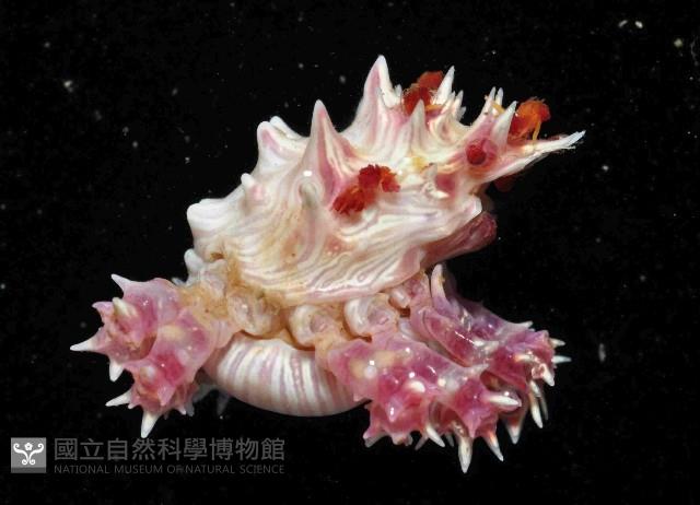 奧氏櫻蛛蟹藏品圖，第3張