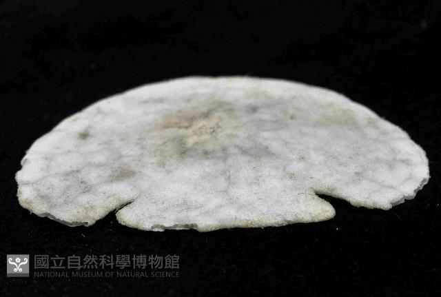 裂邊毛餅海膽藏品圖，第3張