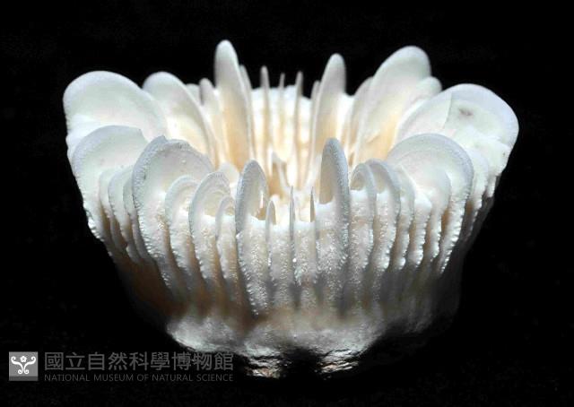 韋氏冠杯珊瑚藏品圖，第3張