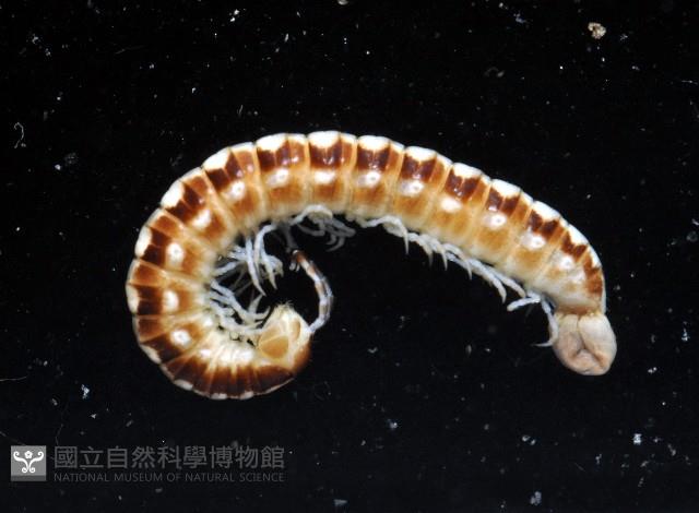 霍氏繞馬陸藏品圖，第3張
