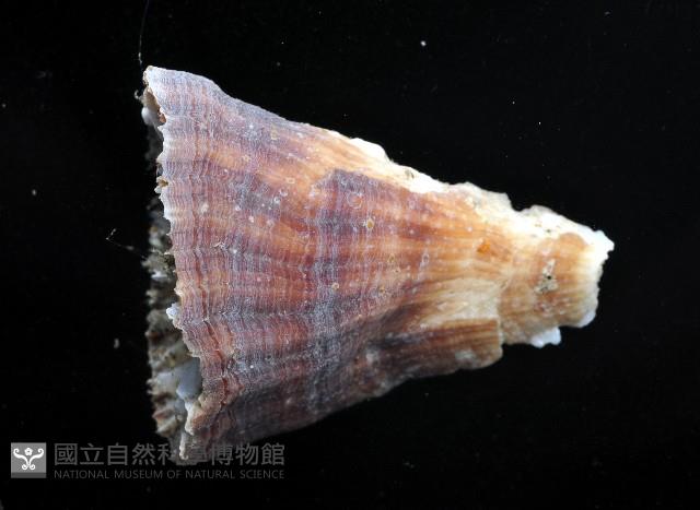 未知種扇珊瑚藏品圖，第3張