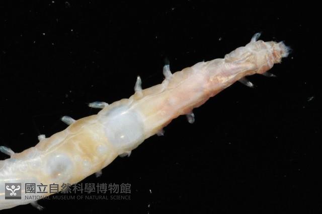 未知種海女蟲藏品圖，第3張