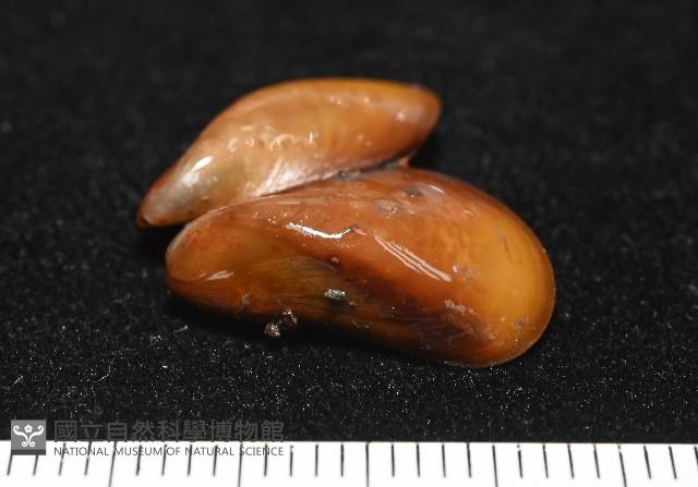 平端深海殼菜蛤藏品圖，第3張