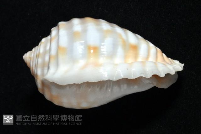 巴西粗齒鶉螺藏品圖，第3張