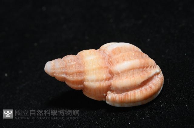 玫瑰峨螺藏品圖，第3張