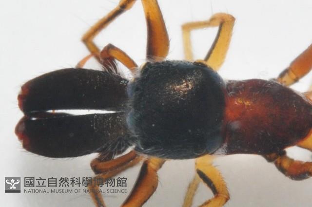 黑色蟻蛛藏品圖，第3張