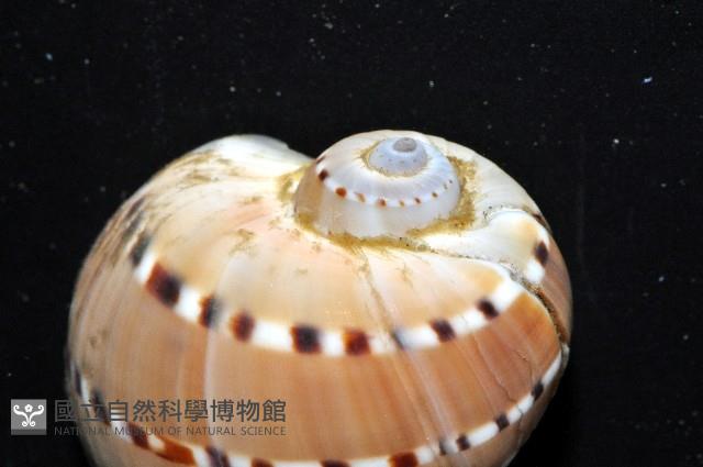 蝴蝶玉螺藏品圖，第3張