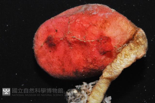 北極有柄海鞘藏品圖，第3張