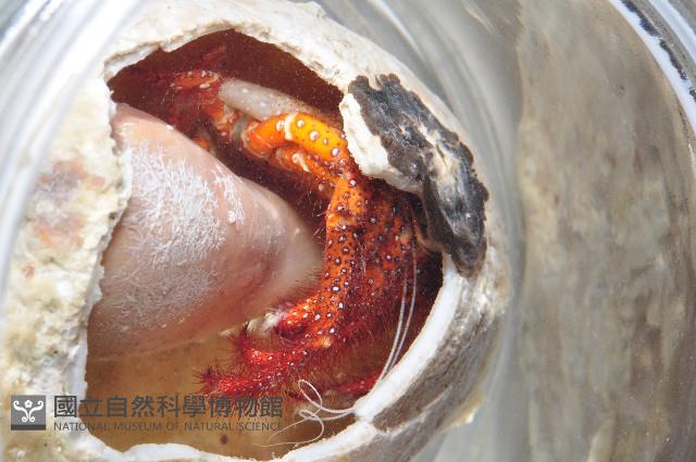 斑點真寄居蟹藏品圖，第3張