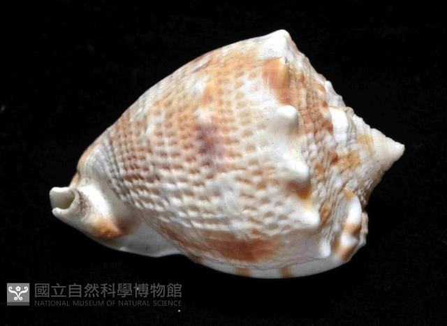 唐冠螺藏品圖，第3張