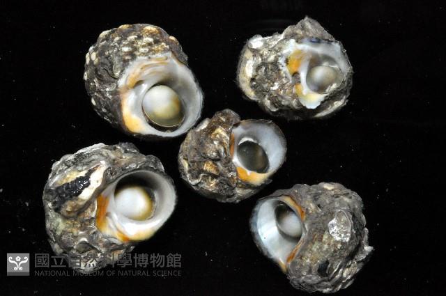 珠螺藏品圖，第3張