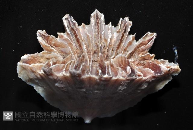 菱扇形珊瑚藏品圖，第3張