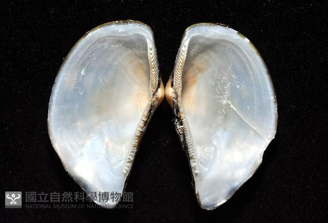 臺灣鱉甲彎錦蛤藏品圖，第3張