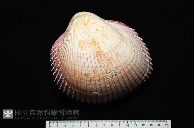 巨鳥尾蛤藏品圖，第3張