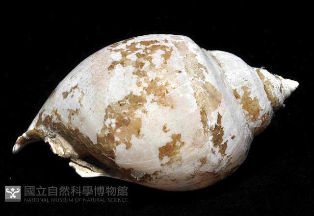 可愛鬘螺藏品圖，第3張