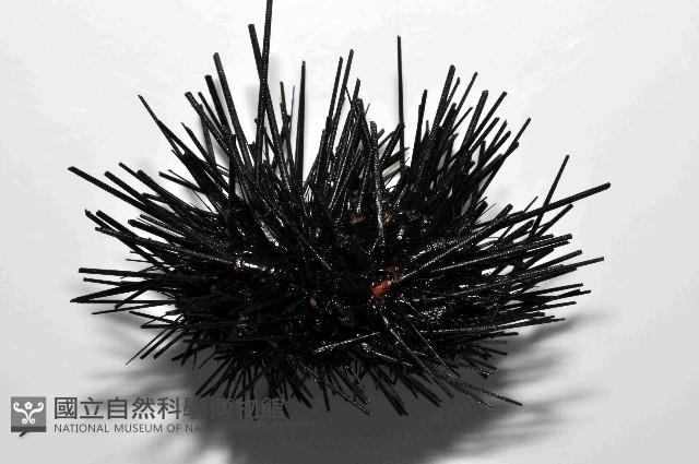 沙氏(藍環)冠海膽藏品圖，第3張