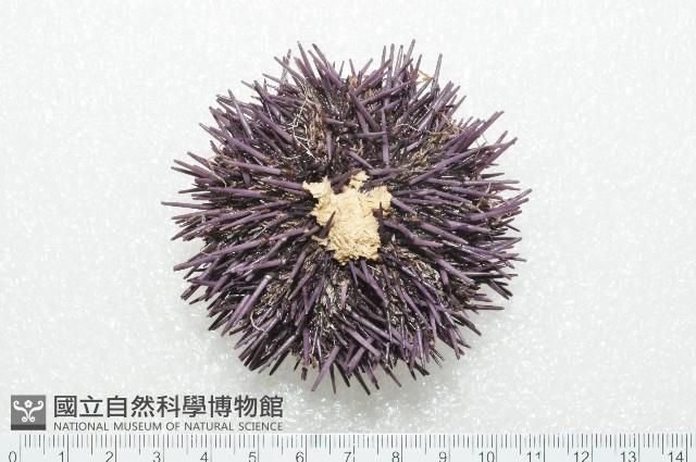加州紫海膽藏品圖，第3張