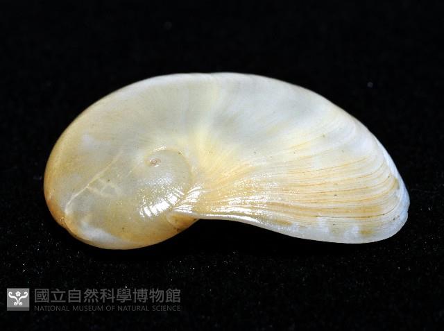 清平扁玉螺藏品圖，第3張
