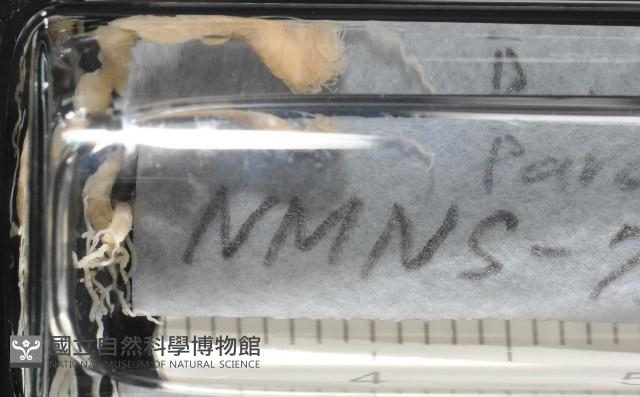 梧棲搓蟄蟲藏品圖，第3張