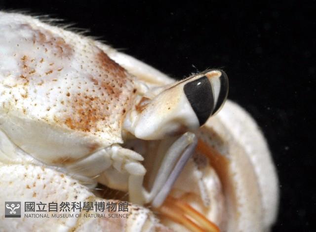 皺紋(灰白)陸寄居蟹藏品圖，第3張