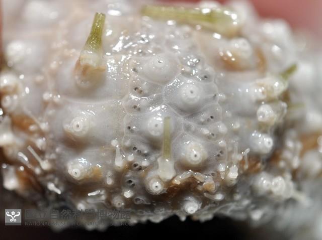 未知種盾冠海膽藏品圖，第3張
