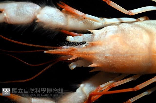 史氏擬海螯蝦藏品圖，第3張