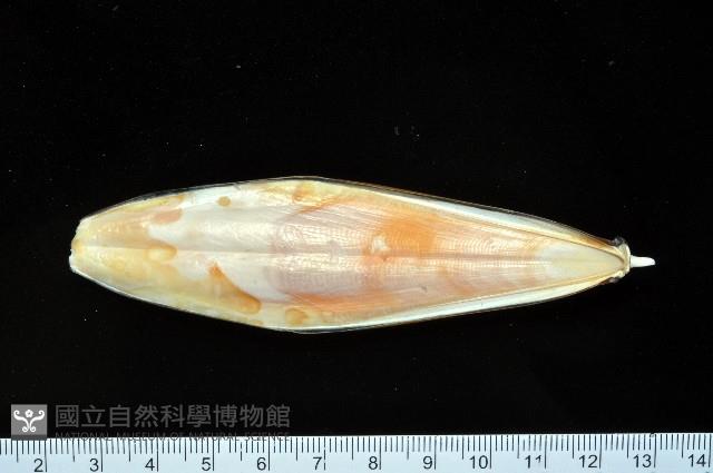 豹斑烏賊藏品圖，第3張