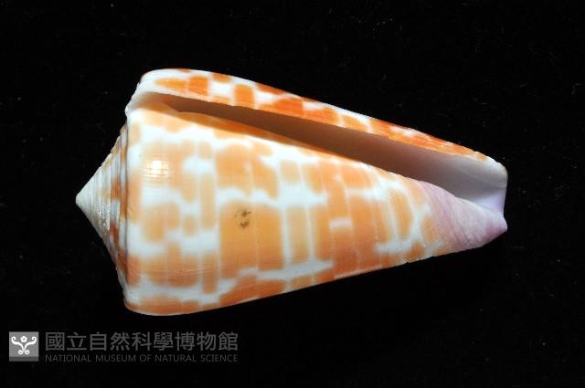 紅磚芋螺藏品圖，第3張