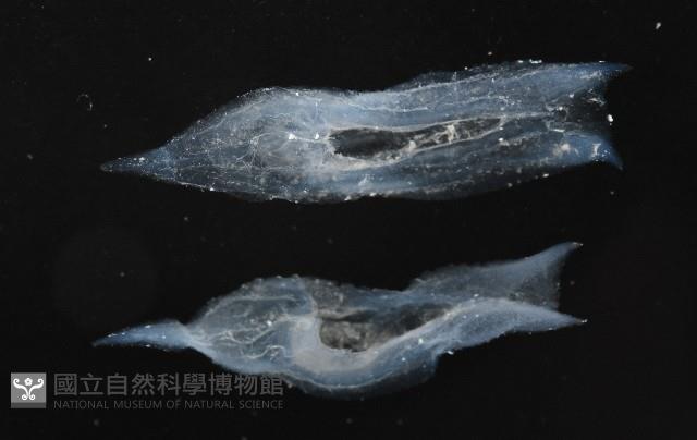 未知種舴艋螺藏品圖，第3張