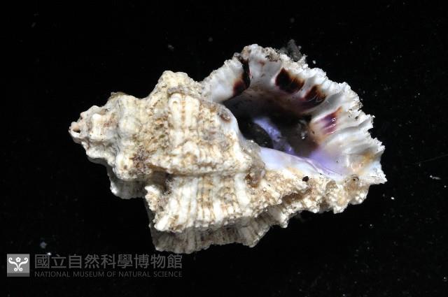 編織結螺藏品圖，第3張