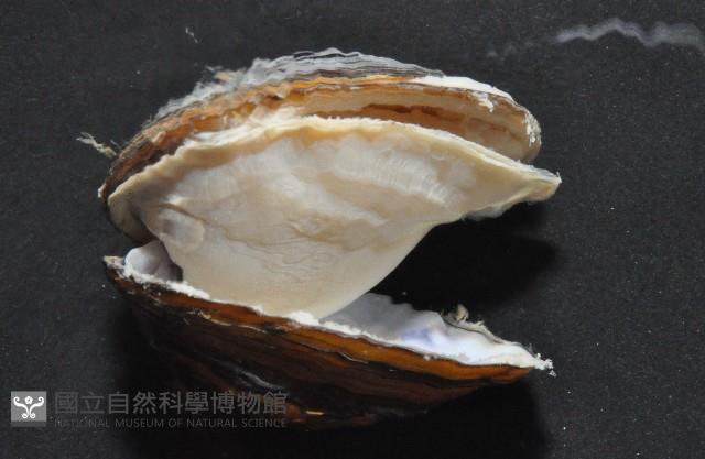 台灣蜆藏品圖，第3張
