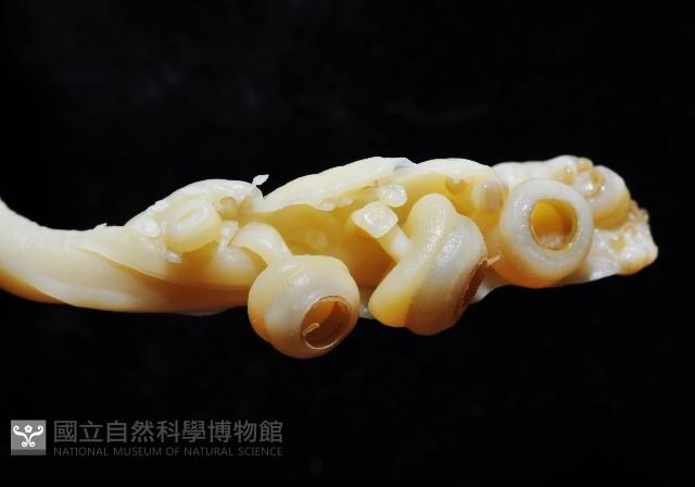 福斯氏烏賊藏品圖，第3張