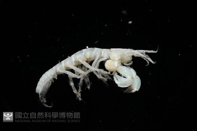 未知種端足類藏品圖，第3張