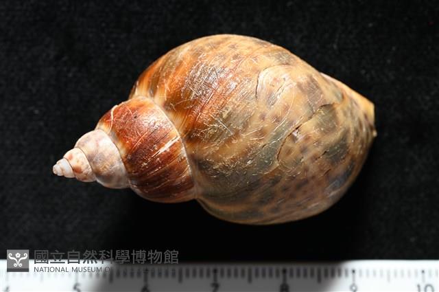 日本鳳螺藏品圖，第3張