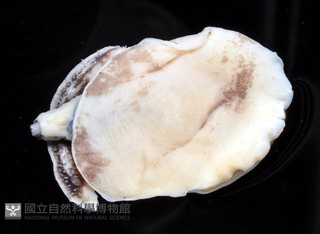明月側鰓藏品圖，第3張