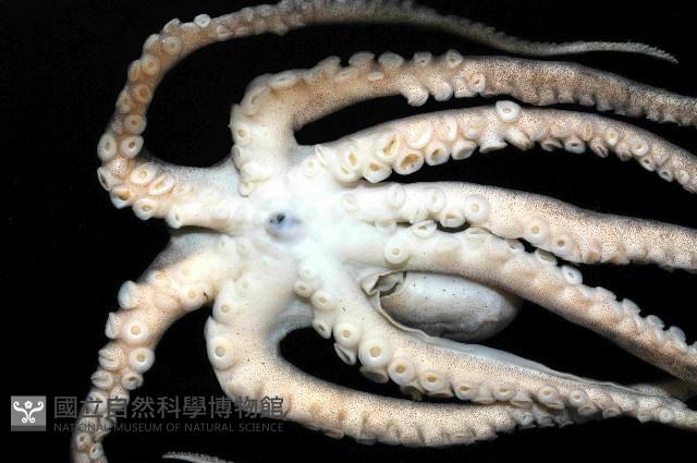 北海岸鉤嘴仔新種章魚藏品圖，第3張