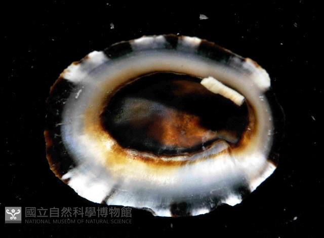 花帽青螺藏品圖，第3張