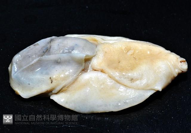 大塚薄泡螺藏品圖，第3張