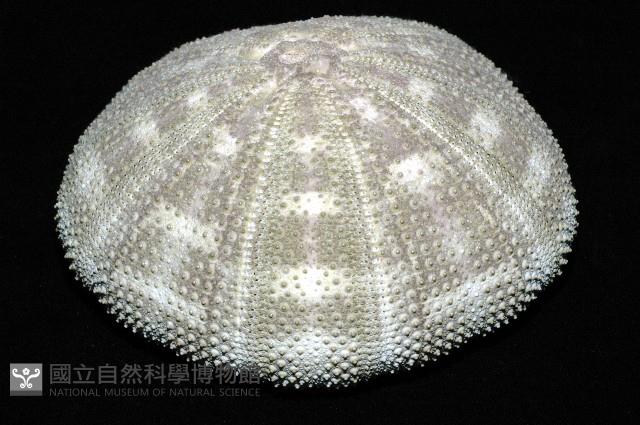 喇叭毒棘海膽藏品圖，第3張