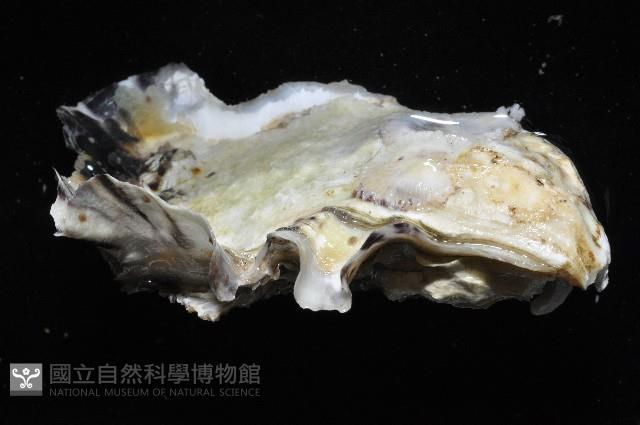近江牡蠣藏品圖，第3張