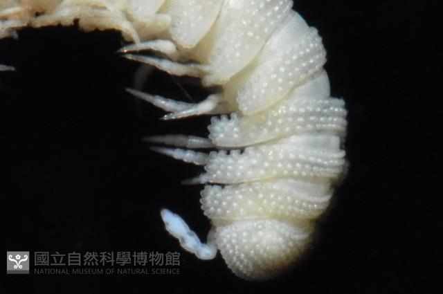 多節日本帶馬陸藏品圖，第3張