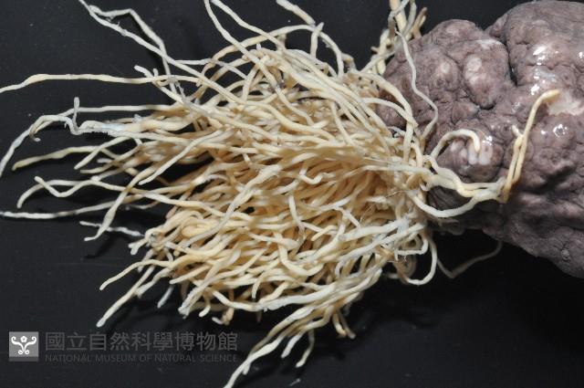 黑囊皮參藏品圖，第3張