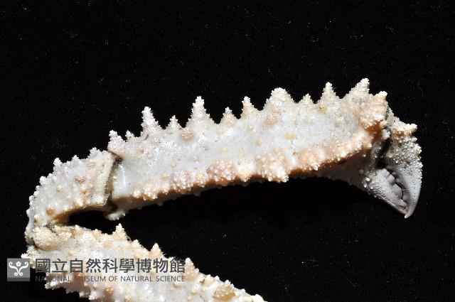 強壯菱蟹藏品圖，第3張