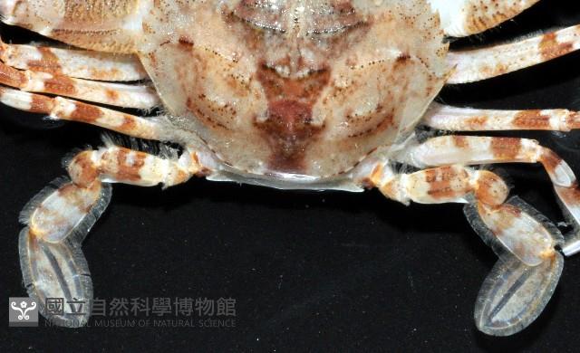 圓形狼牙蟹藏品圖，第3張