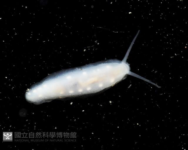無殼蜑螺(暫譯)藏品圖，第3張