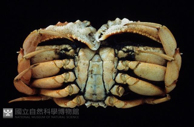 短刺筐形蟹藏品圖，第3張