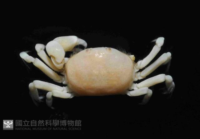 雙齒豆蟹藏品圖，第3張