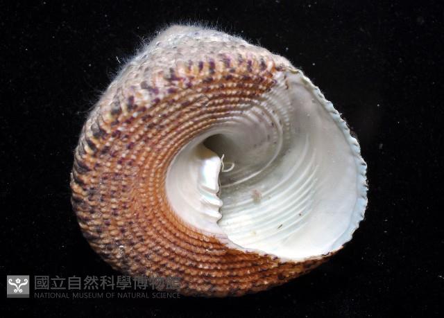花斑鐘螺藏品圖，第3張
