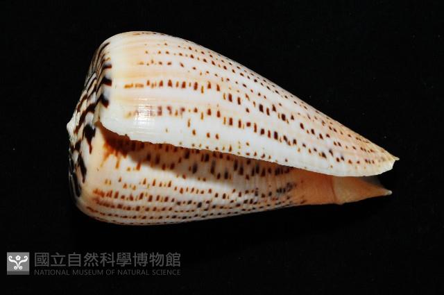 沙漏芋螺藏品圖，第3張