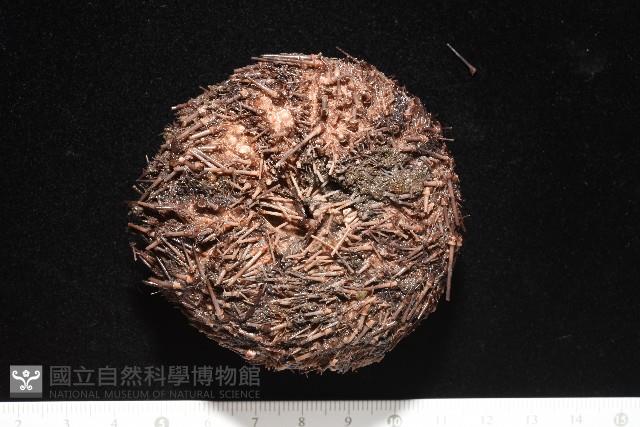 魯氏硬海膽藏品圖，第3張